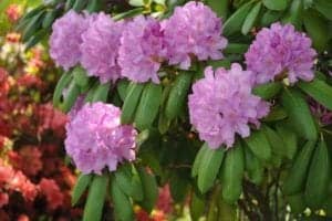 Scenic pink wildflowers in Gatlinburg TN.
