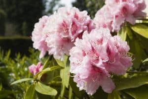 Pink Wildflowers in the Smoky Mountains