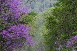 Purple flowers along road in the smokies