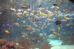 tropical fish in an aquarium
