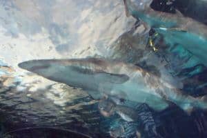 sharks in a tank in an aquarium
