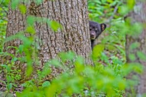 bear cub behind a tree